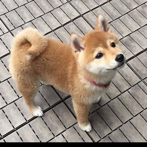 Meet your Posher, Dylan